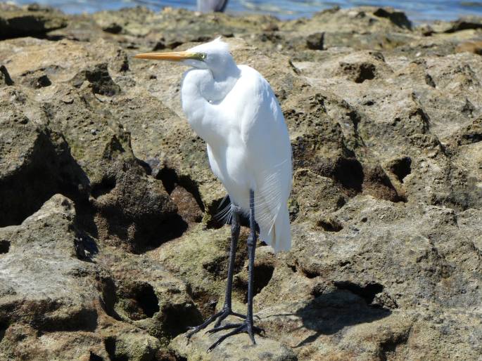 Ardea alba subsp. modesta, volavka bílá jihoasijská