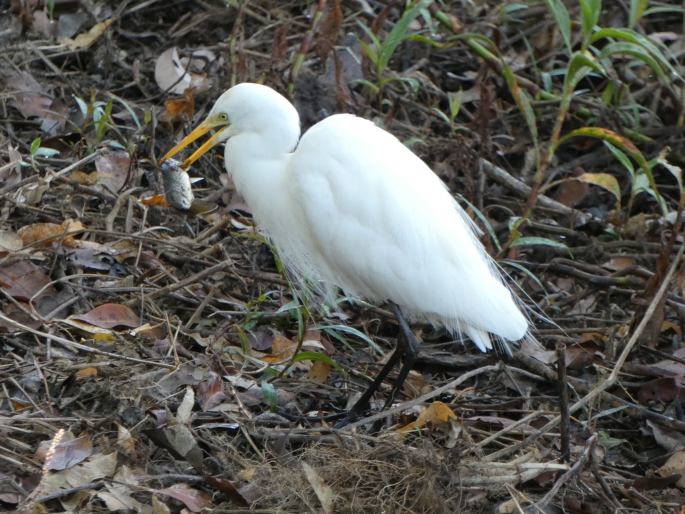 Ardea alba subsp. modesta, volavka bílá jihoasijská