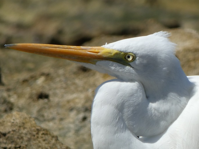 Ardea alba subsp. modesta, volavka bílá jihoasijská