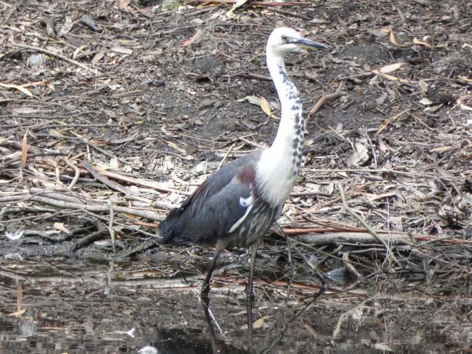 Ardea pacifica, volavka bělokrká