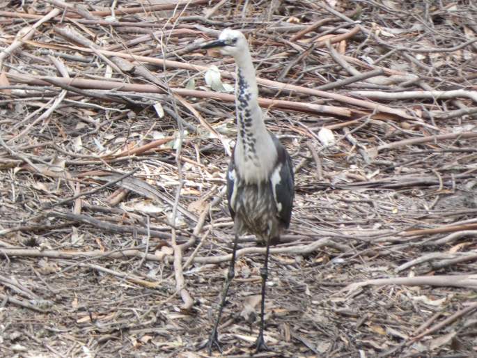 Ardea pacifica, volavka bělokrká