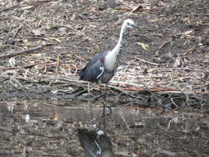 Ardea pacifica, volavka bělokrká