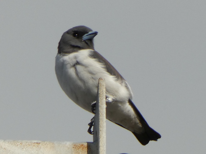 Artamus leucoryn subsp. leucopygialis, lasolet bělobřichý