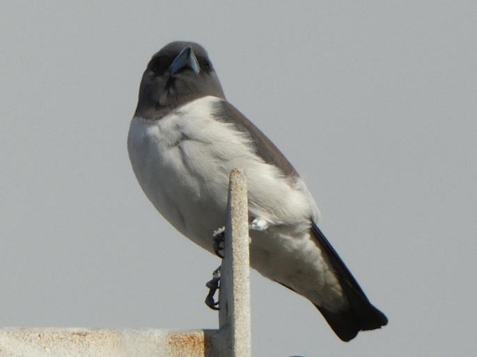 Artamus leucoryn subsp. leucopygialis, lasolet bělobřichý