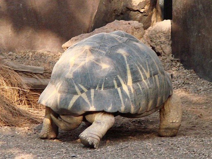 Astrochelys radiata, želva paprsčitá