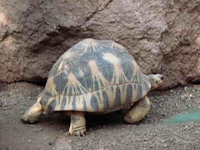 Astrochelys radiata, želva paprsčitá