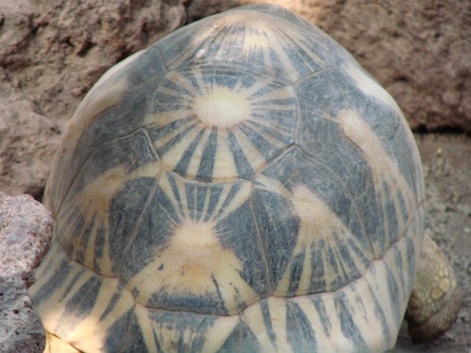 Astrochelys radiata, želva paprsčitá