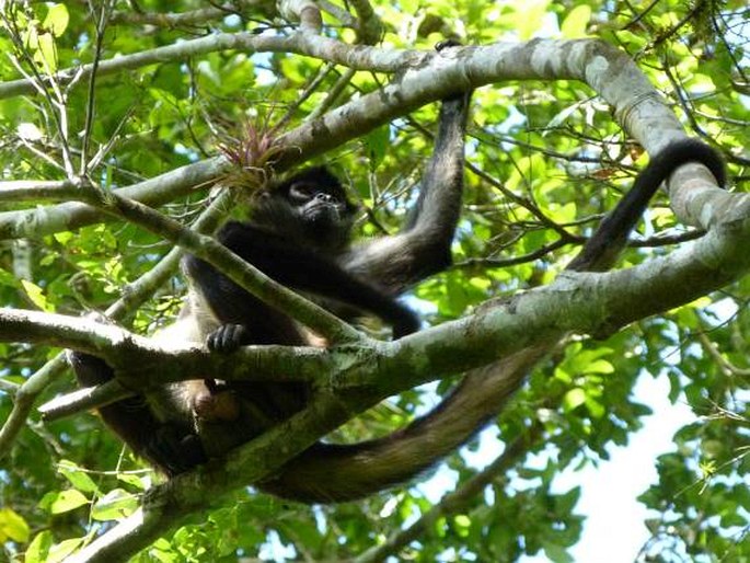 Ateles geoffroyi, chápan středoamerický