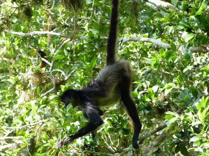 Ateles geoffroyi, chápan středoamerický