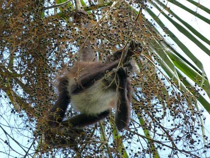 Ateles geoffroyi, chápan středoamerický