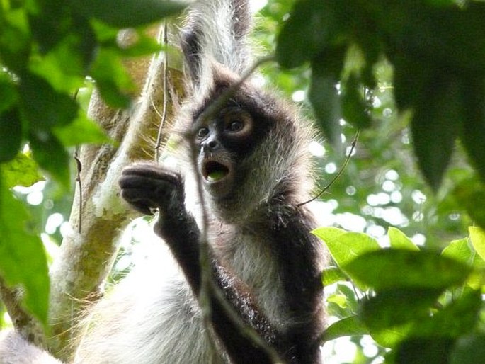 Ateles geoffroyi, chápan středoamerický