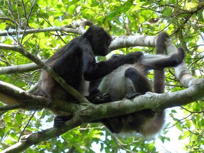 Ateles geoffroyi, chápan středoamerický