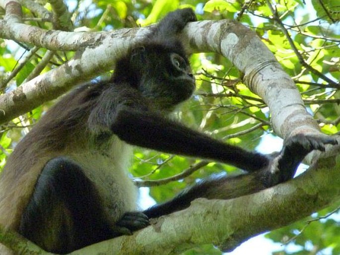 Ateles geoffroyi, chápan středoamerický