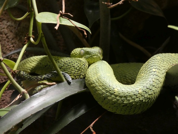 Atheris chlorechis, zmije křovinná