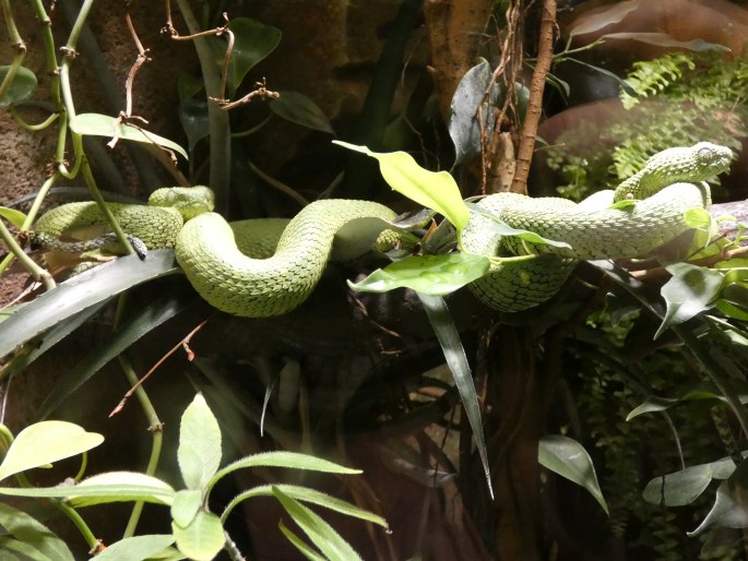 Atheris chlorechis, zmije křovinná
