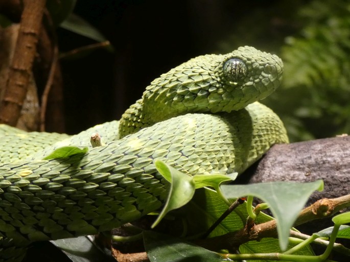 Atheris chlorechis, zmije křovinná