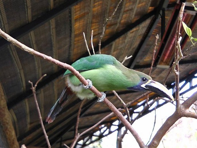 Aulacorhynchus caeruleogularis, arassari lesklý