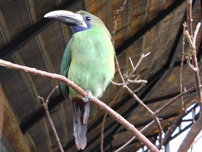 Aulacorhynchus caeruleogularis, arassari lesklý