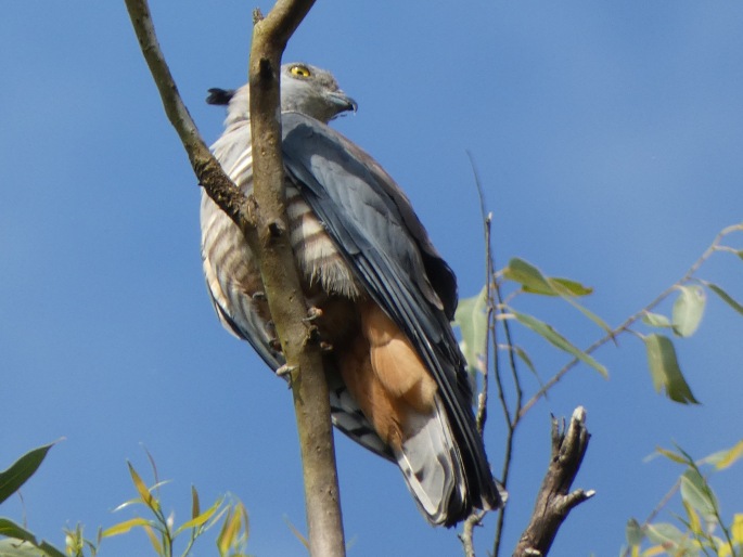 Aviceda subcristata, luňákovec lesní