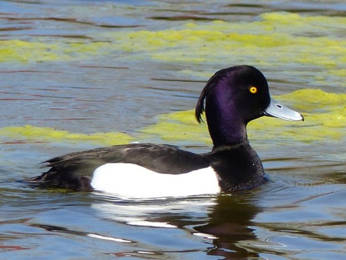 Aythya fuligula (Linnaeus, 1758); polák chocholačka