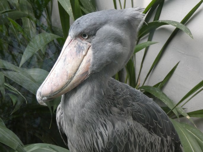 Balaeniceps rex, člunozobec africký