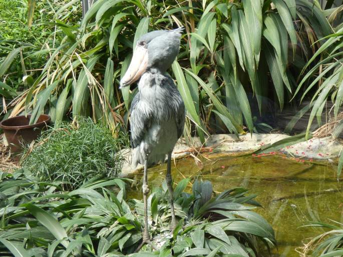 Balaeniceps rex, člunozobec africký