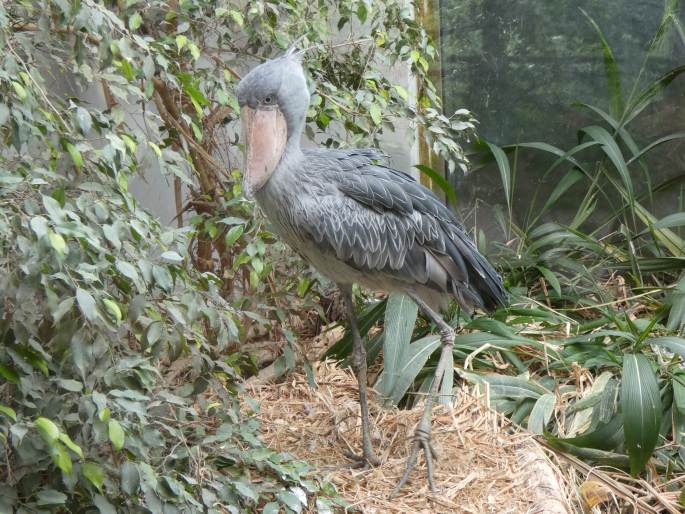 Balaeniceps rex, člunozobec africký