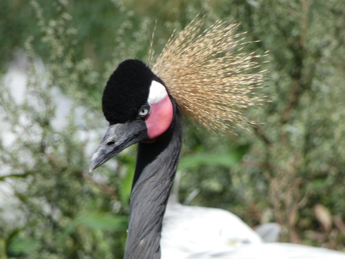 Balearica pavonina, jeřáb paví