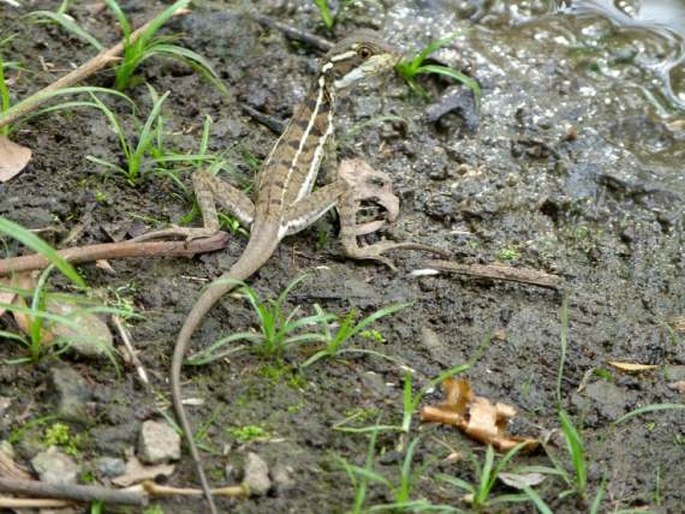 Basiliscus vittatus, bazilišek páskovaný