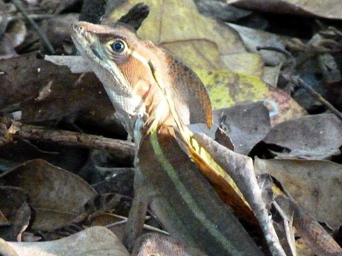 Basiliscus vittatus, bazilišek páskovaný