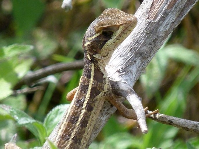 Basiliscus vittatus, bazilišek páskovaný