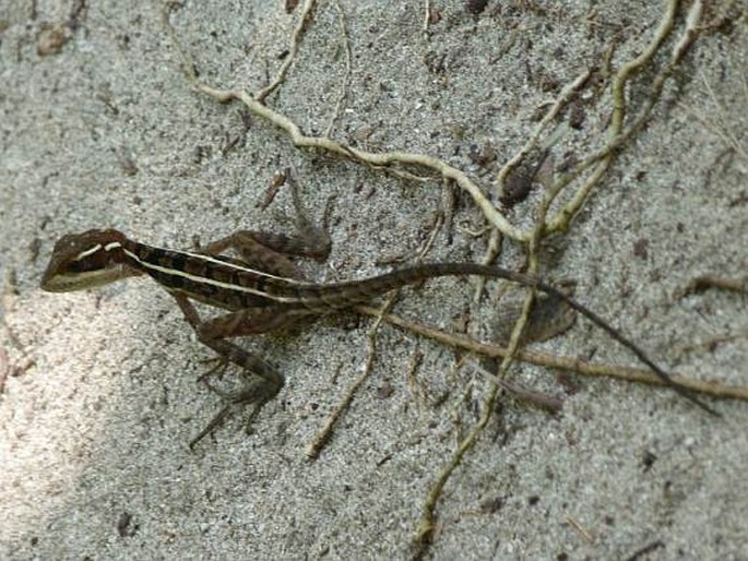 Basiliscus vittatus, bazilišek páskovaný