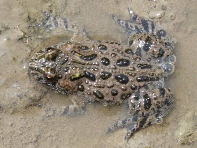 Bombina bombina (Linnaeus, 1761); kuňka obecná