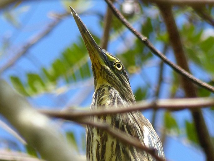 Botaurus pinnatus, bukač jihoamerický