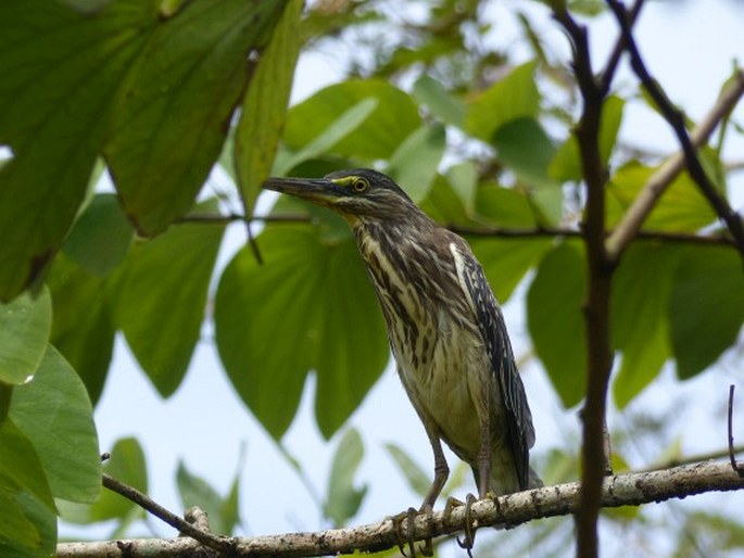 Botaurus pinnatus, bukač jihoamerický