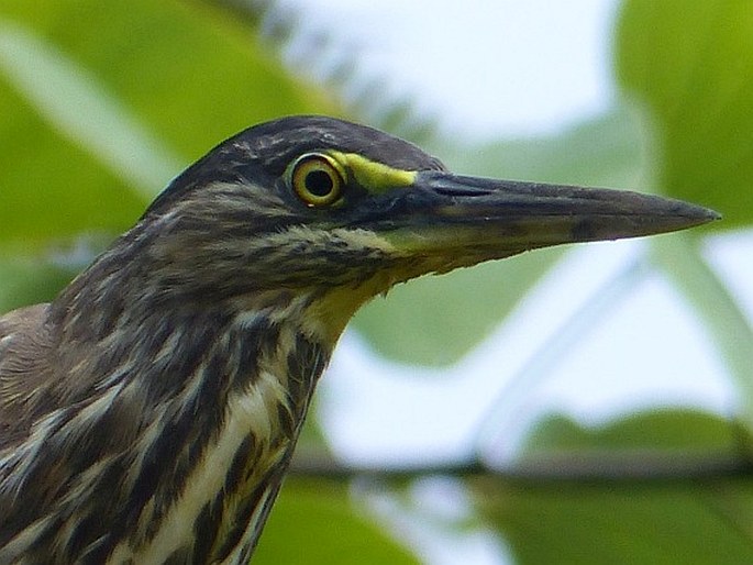 Botaurus pinnatus, bukač jihoamerický