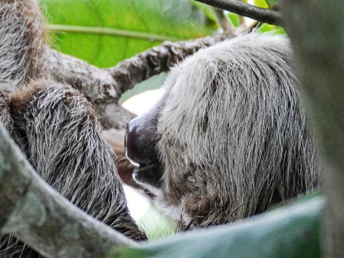 Bradypus variegatus, lenochod hnědokrký