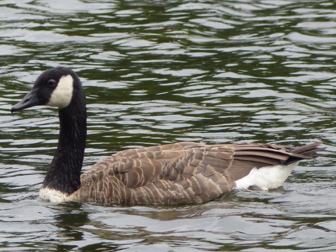 Branta canadensis, berneška velká