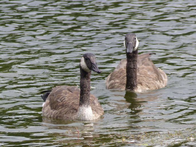 Branta canadensis, berneška velká