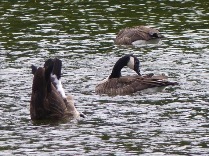 Branta canadensis, berneška velká