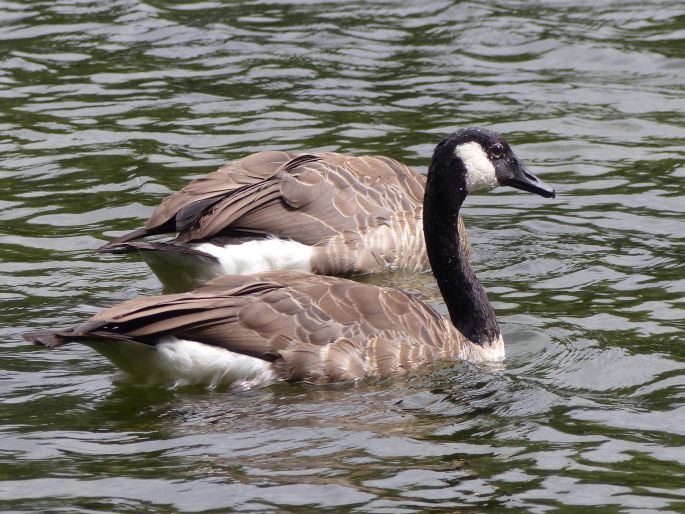 Branta canadensis, berneška velká