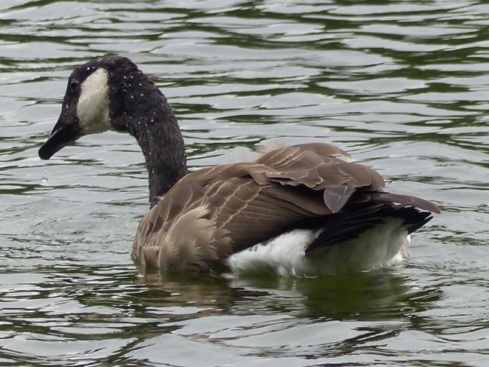 Branta canadensis, berneška velká