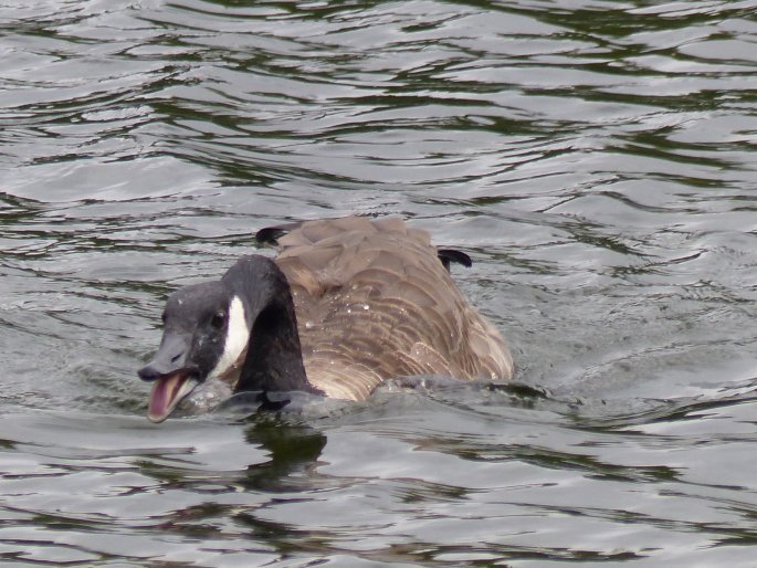 Branta canadensis, berneška velká