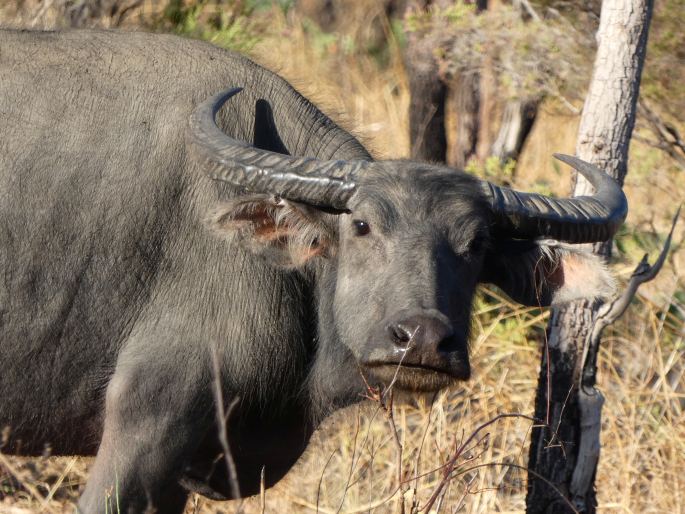 Bubalus bubalis, buvol domácí