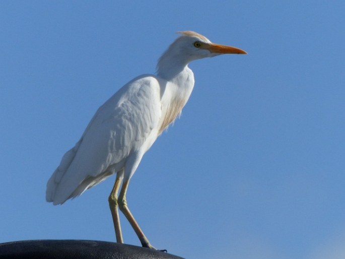 Bubulcus ibis, volavka rusohlavá