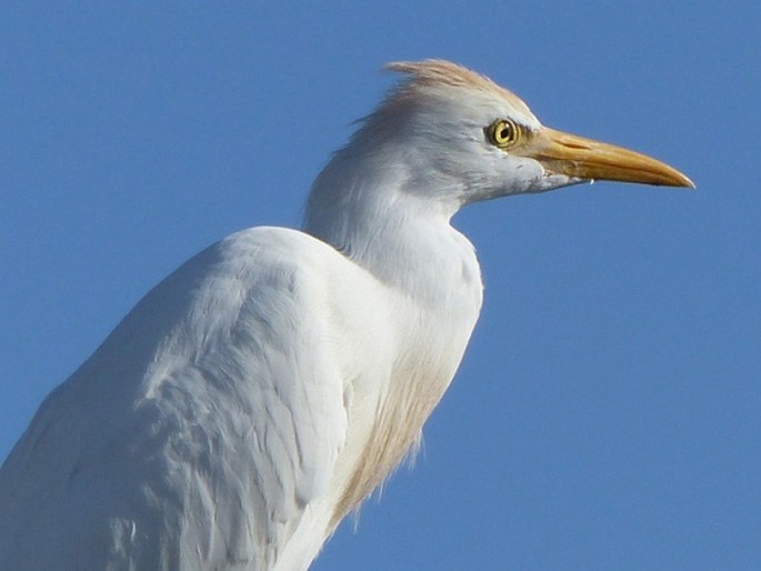 Bubulcus ibis, volavka rusohlavá