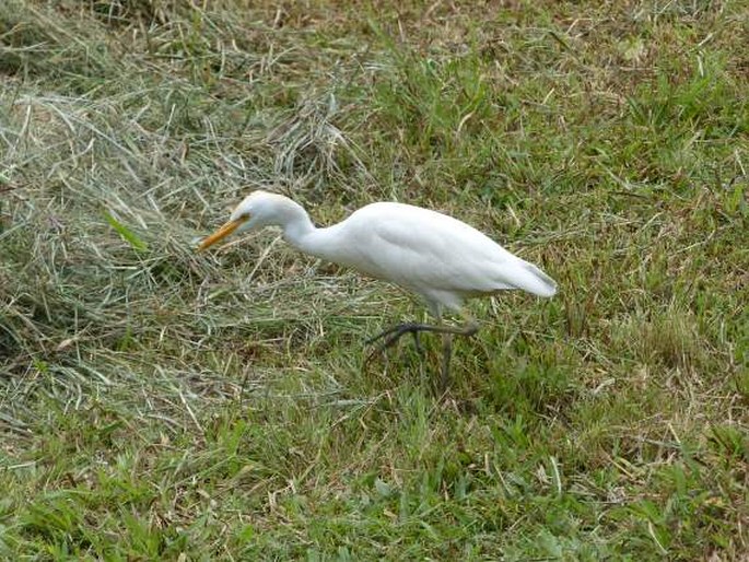 Bubulcus ibis, volavka rusohlavá