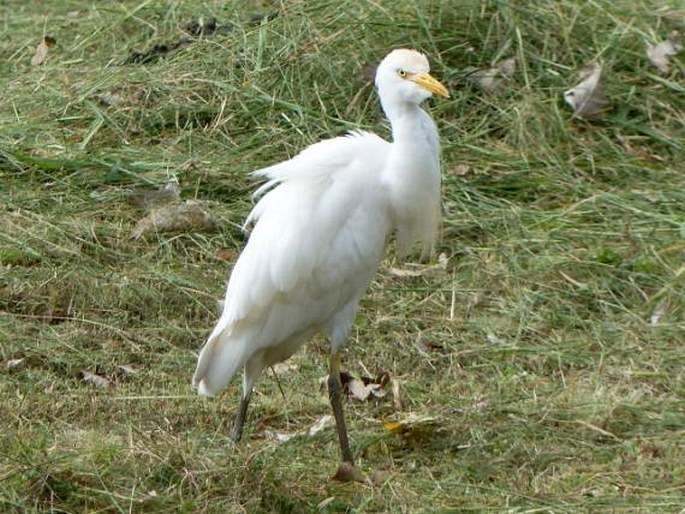 Bubulcus ibis, volavka rusohlavá