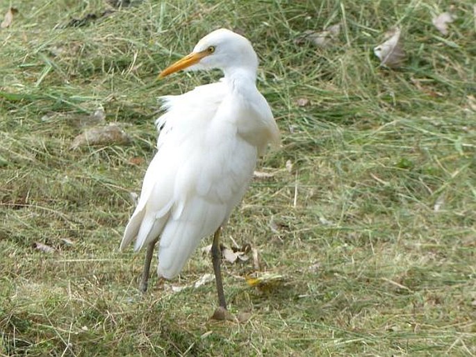 Bubulcus ibis, volavka rusohlavá