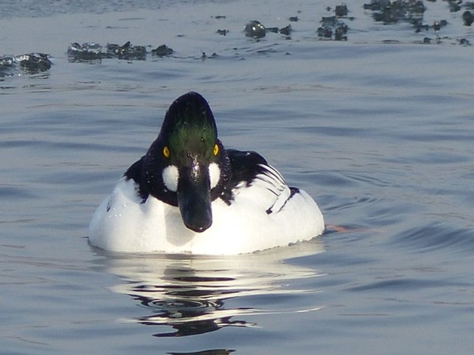 Bucephala clangula, hohol severní